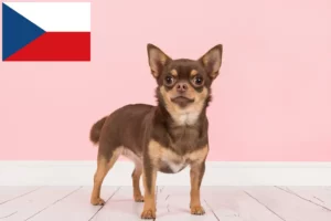 Lees meer over het artikel Chihuahua fokkers en puppies in Tsjechië