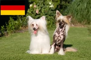 Lees meer over het artikel Chinese Naakthonden fokkers en pups in Duitsland