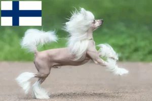 Lees meer over het artikel Chinese Naakthonden fokkers en pups in Finland