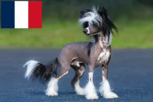 Lees meer over het artikel Chinese Naakthonden fokkers en pups in Frankrijk