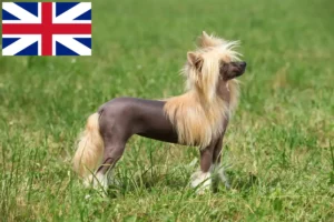 Lees meer over het artikel Chinese Naakthonden fokkers en pups in Groot-Brittannië