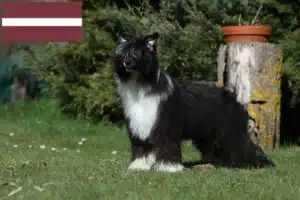 Lees meer over het artikel Chinese Naakthonden fokkers en pups in Letland