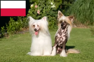 Lees meer over het artikel Chinese Naakthonden fokkers en pups in Polen