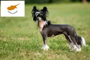 Lees meer over het artikel Chinese Naakthonden fokkers en pups in Cyprus