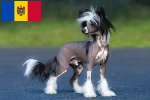 Lees meer over het artikel Chinese Naakthonden fokkers en pups in Republiek Moldavië
