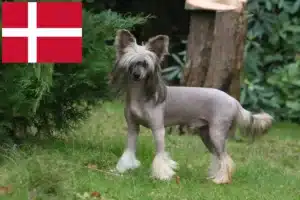 Lees meer over het artikel Chinese Naakthonden fokkers en pups in Denemarken