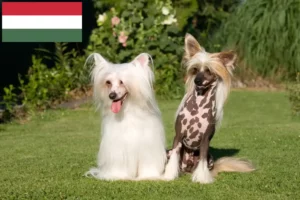 Lees meer over het artikel Chinese Naakthonden fokkers en pups in Hongarije