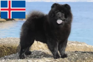 Lees meer over het artikel Chow-Chow fokkers en puppies in IJsland