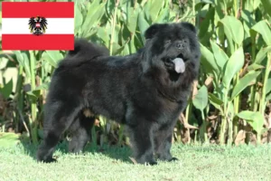 Lees meer over het artikel Chow-Chow fokkers en pups in Oostenrijk