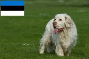 Lees meer over het artikel Clumber Spaniel fokkers en pups in Estland