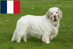 Lees meer over het artikel Clumber Spaniel fokkers en pups in Frankrijk