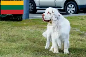 Lees meer over het artikel Clumber Spaniel fokkers en pups in Litouwen