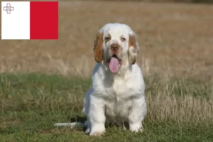 Lees meer over het artikel Clumber Spaniel fokkers en pups in Malta