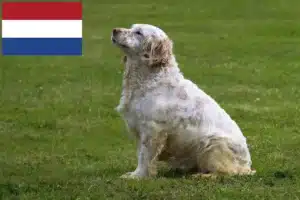 Lees meer over het artikel Clumber Spaniel fokkers en pups in Nederland