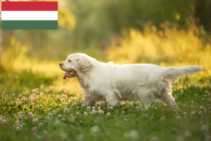 Lees meer over het artikel Clumber Spaniel fokkers en pups in Hongarije