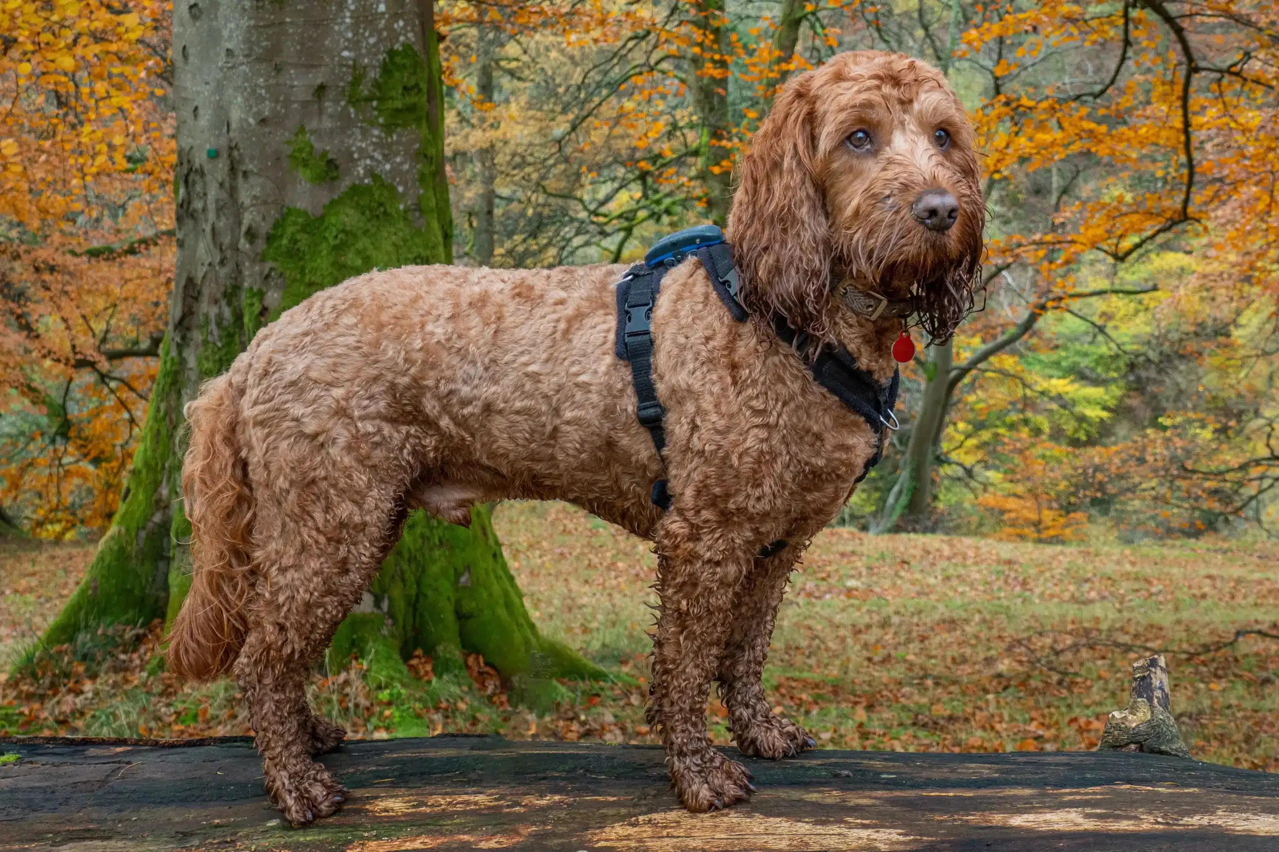 Lees meer over het artikel Cockapoo fokker
