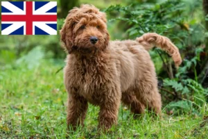 Lees meer over het artikel Cockapoo fokkers en puppies in Groot-Brittannië