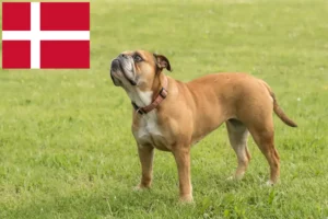 Lees meer over het artikel Continentale Bulldog fokkers en pups in Denemarken