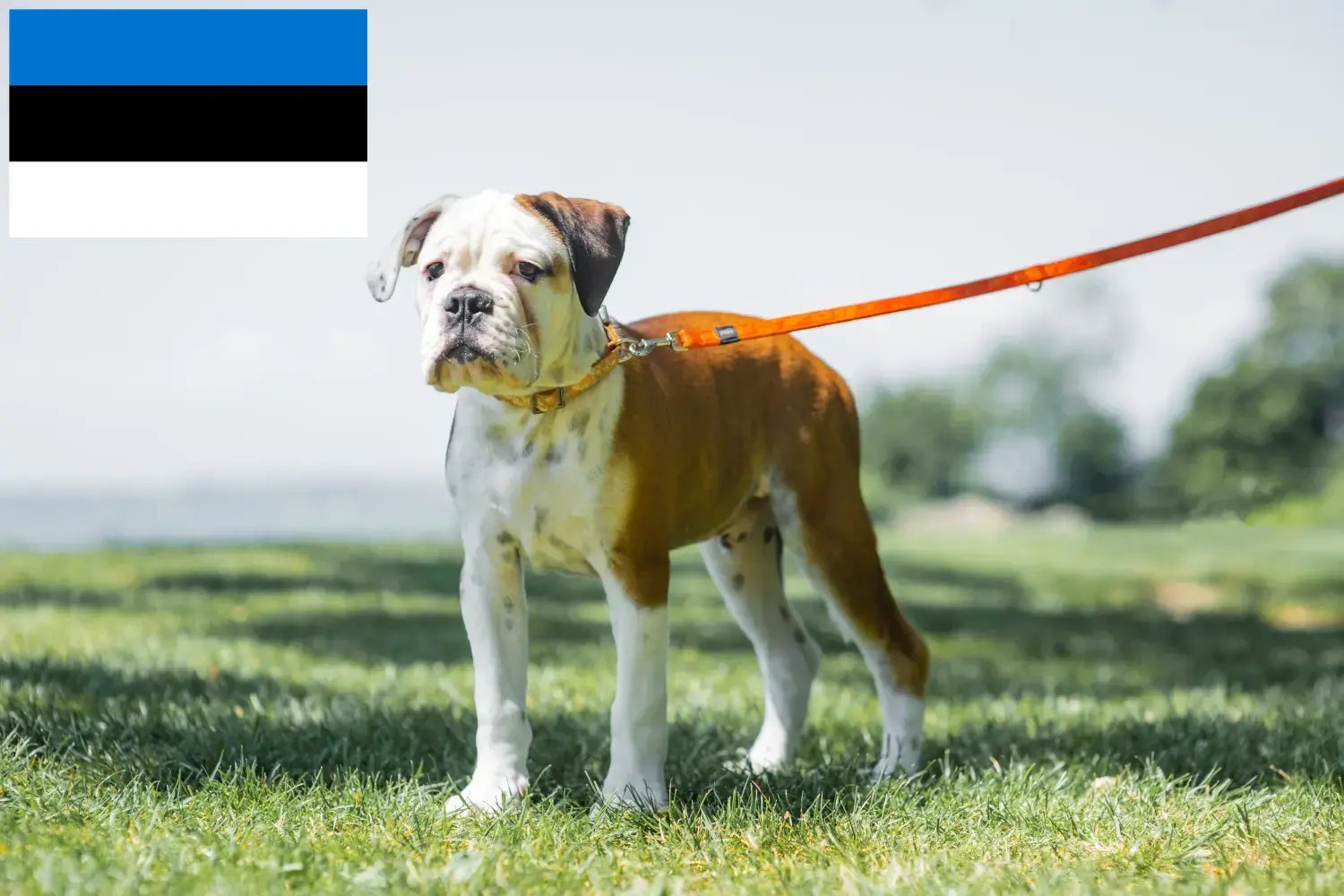 Continentale Bulldog puppies en fokkers Estland Zoek Continental Bulldogs fokkers in Estland.
