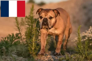 Lees meer over het artikel Continentale Bulldog fokkers en puppies in Frankrijk