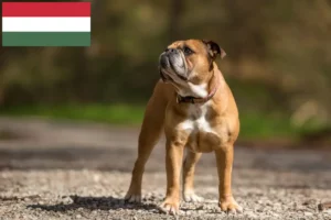Lees meer over het artikel Continentale Bulldog fokkers en pups in Hongarije