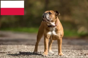 Lees meer over het artikel Continentale Bulldog fokkers en puppies in Polen