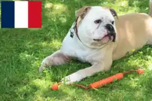 Lees meer over het artikel Continentale Bulldog fokkers en pups in Réunion
