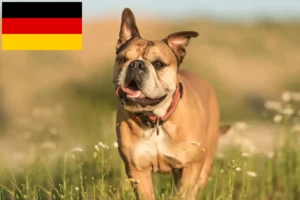 Lees meer over het artikel Continentale Bulldog fokkers en puppies in Duitsland