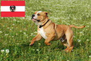 Lees meer over het artikel Continentale Bulldog fokkers en puppies in Oostenrijk
