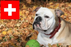 Lees meer over het artikel Continentale Bulldog fokkers en puppies in Zwitserland