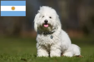 Lees meer over het artikel Coton de Tuléar fokkers en pups in Argentinië