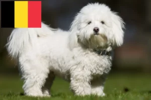 Lees meer over het artikel Coton de Tuléar fokkers en pups in België