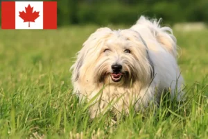 Lees meer over het artikel Coton de Tuléar fokkers en pups in Canada