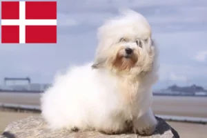 Lees meer over het artikel Coton de Tuléar fokkers en pups in Denemarken