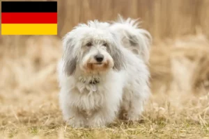 Lees meer over het artikel Coton de Tuléar fokkers en pups in Duitsland