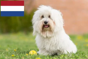 Lees meer over het artikel Coton de Tuléar fokkers en pups in Nederland