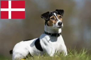 Lees meer over het artikel Deense-Zweedse Boerenhondenfokkers en puppies in Denemarken