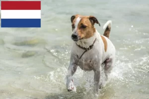 Lees meer over het artikel Deens-Zweedse Boerenhondenfokkers en puppies in Nederland