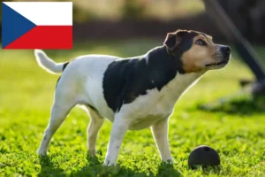 Lees meer over het artikel Deens-Zweedse boerenhondenfokkers en puppy’s in Tsjechië