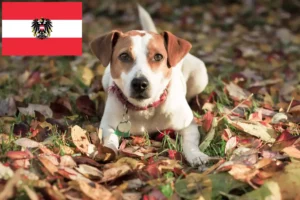 Lees meer over het artikel Deens-Zweedse Fokkers en puppies in Oostenrijk