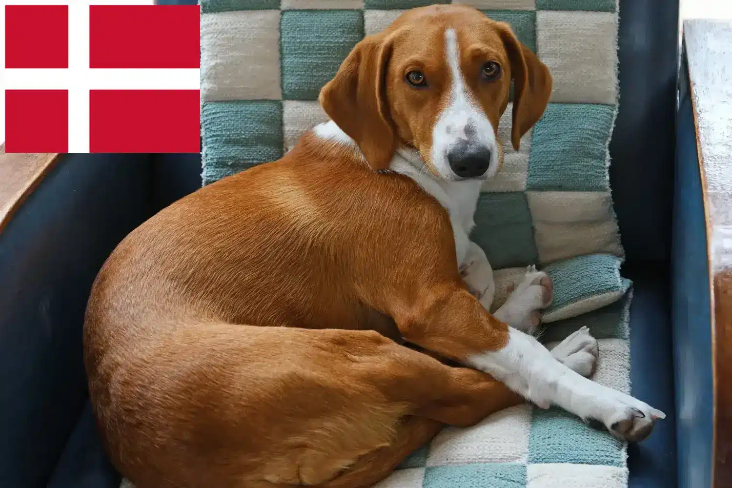 Drever puppy's en fokkers Denemarken Hier vind je Drevers fokkers in Denemarken.