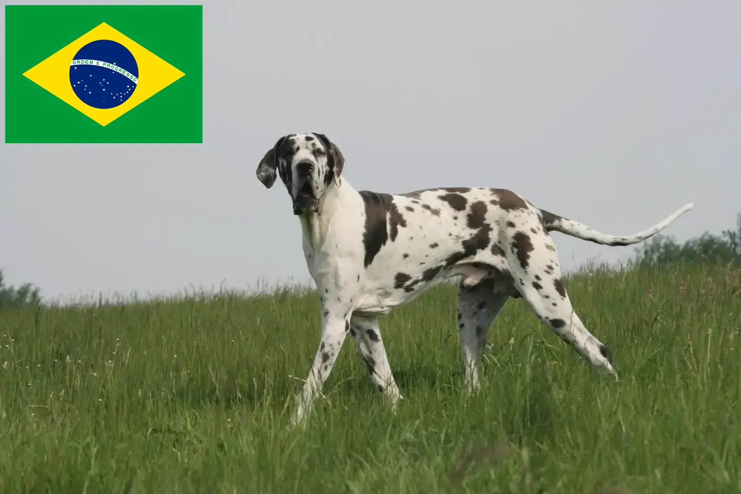 Duitse Dog puppy's en fokker Brazilië Hier vind je Duitse Doggen fokkers in Brazilië.