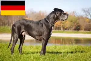 Lees meer over het artikel Duitse Doggen fokkers en puppies in Duitsland