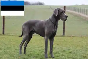 Lees meer over het artikel Duitse Dog fokkers en pups in Estland