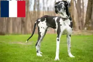 Lees meer over het artikel Duitse Dog fokkers en pups in Frankrijk