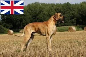 Lees meer over het artikel Duitse Dog fokkers en pups in Groot-Brittannië