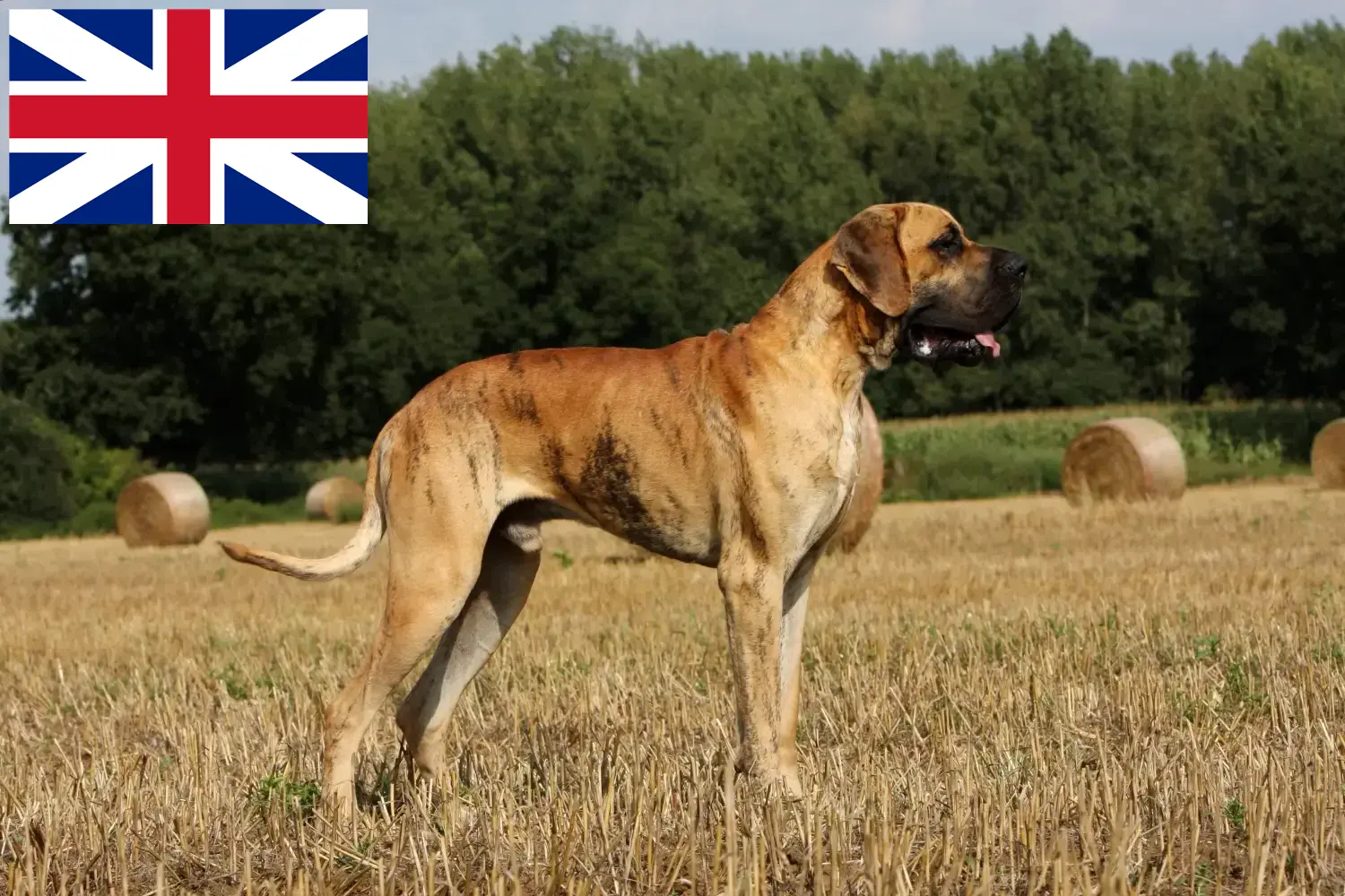 Duitse Dog puppy's en fokkers Groot-Brittannië Hier vind je fokkers van Duitse Doggen in Groot-Brittannië.