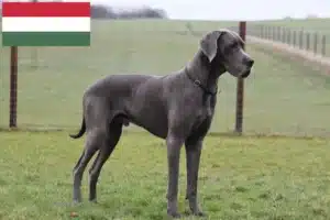 Lees meer over het artikel Duitse Doggen fokkers en pups in Hongarije