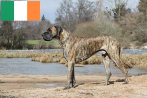 Lees meer over het artikel Duitse Dog fokkers en pups in Ierland