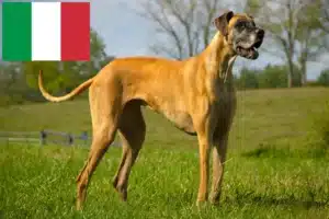 Lees meer over het artikel Duitse Dog fokkers en pups in Italië